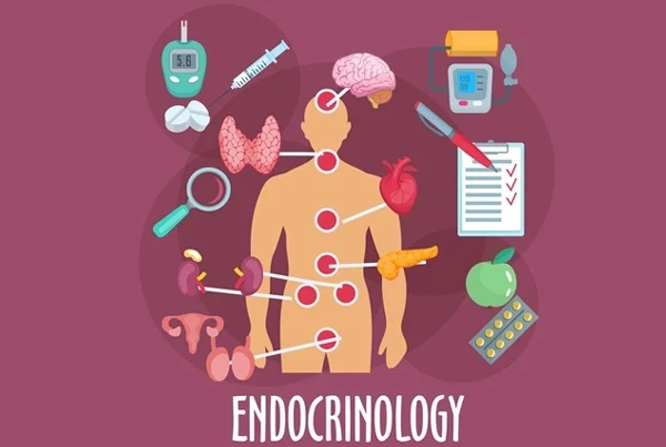 Endocrinology